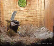 Female Great Tit returns to her nest