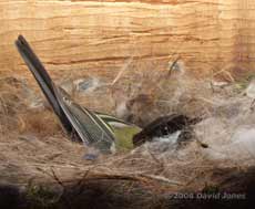 Female Great Tit sitting on her eggs - 1