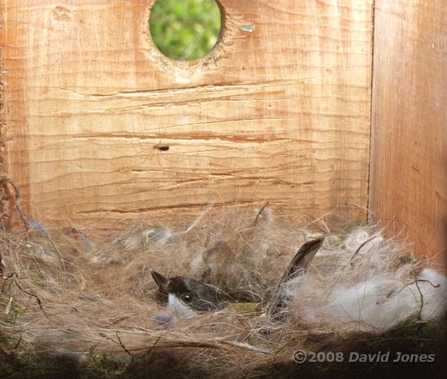 Female Great Tit sitting on her eggs - 2