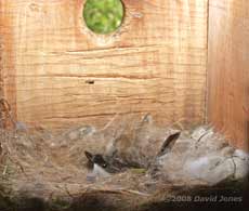 Female Great Tit sitting on her eggs - 2