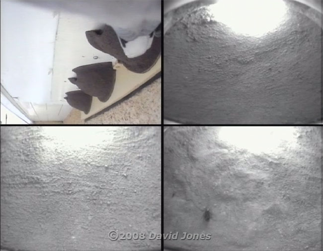 A Collared Dove appears on the House Martin camera