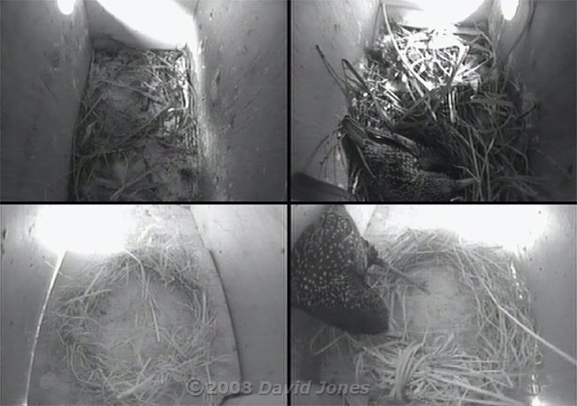 Composite image showing a Starling intruder in lower Swift box