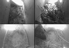 Composite image showing a Starling intruder in lower Swift box