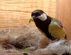The male Great Tit brings a small caterpillar