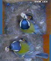 The Great Tit female removed a failed egg