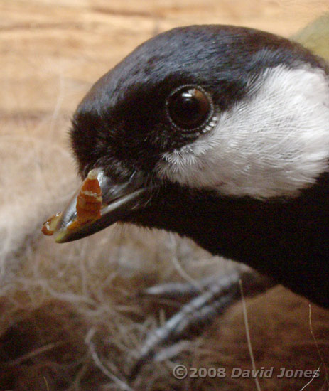 The Great Tit parents with food for the chicks - close-up of the male