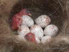 The Great Tits' first two chicks