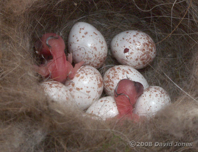 A third chick starts to hatch