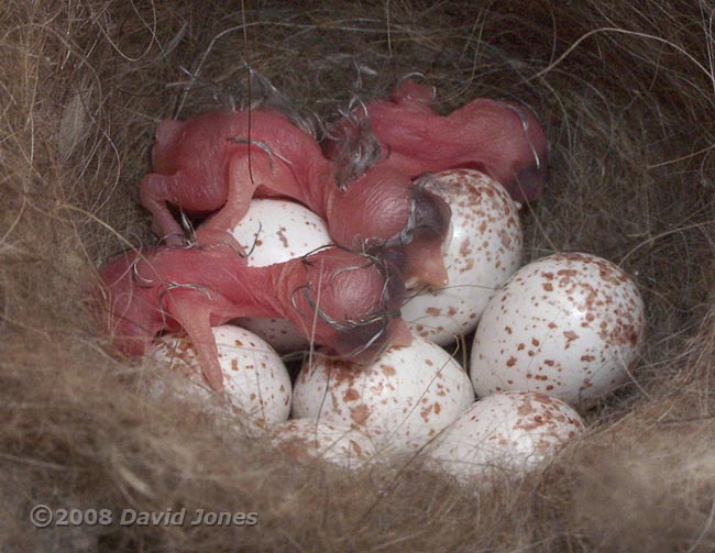 Three chicks at 10.33am