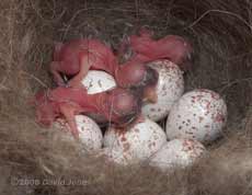 Three chicks at 10.33am