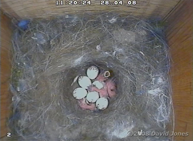 The fourth Great Tit chick has hatched