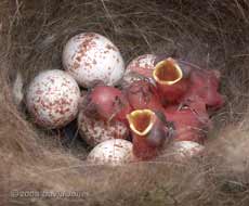 The first four chicks at 12.43pm