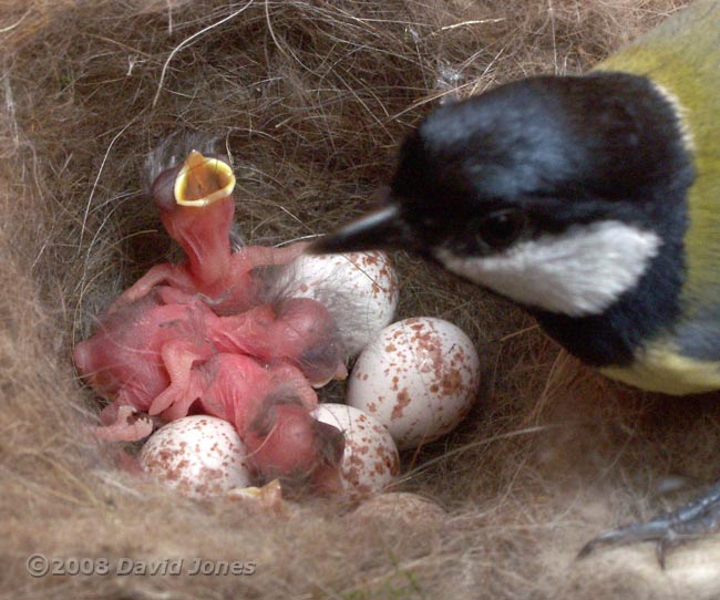 The first four chicks with mum at 2.50pm