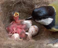 The first four chicks with mum at 2.50pm
