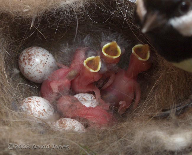 Five chicks in the late afternoon