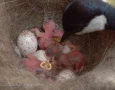 A pupa is brought for a chick