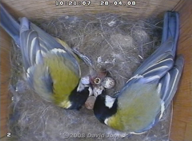 The Great Tit male gets to see the early chicks