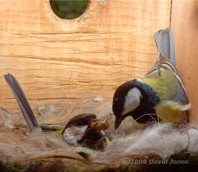 he male Great Tit brings food for his partner at 10.44am