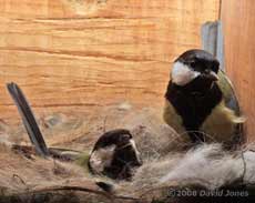 The Great Tit pair pause for a moment