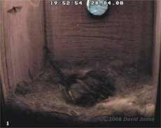 The Great Tit box tonight - complete with moth