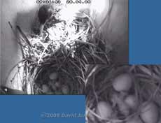 The first Starling chick has hatched