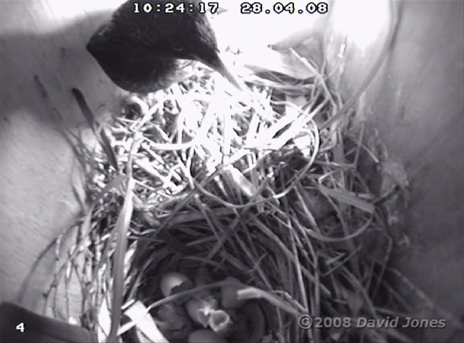 Three Starling chicks have hatched by 10.24am