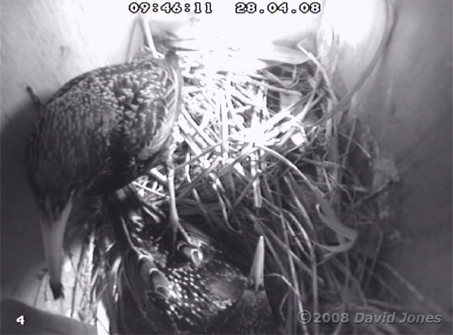 The first feed is brought in by the female Starling