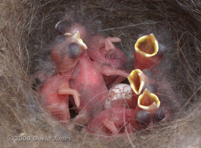 Seven Great Tit chicks at 11am