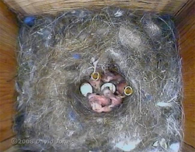 Two Great Tit eggs remain unhatched at 7pm