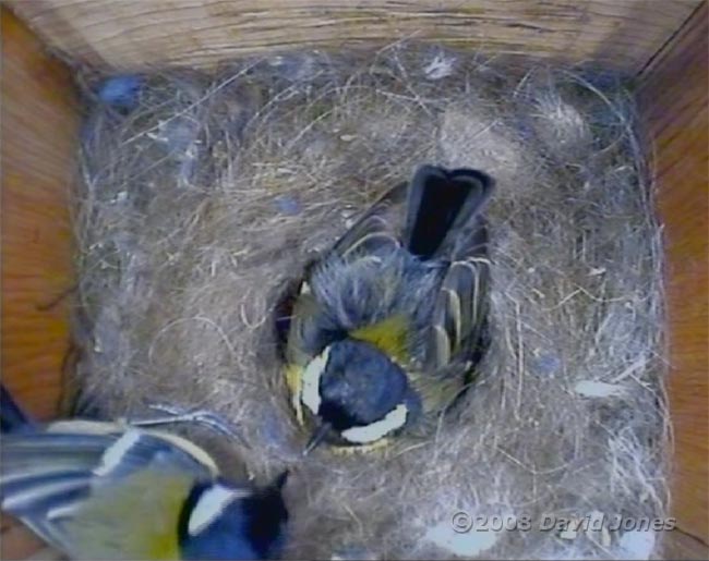 Great Tit pair this evening