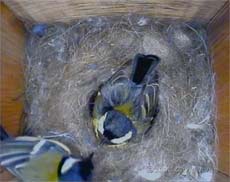Great Tit pair this evening