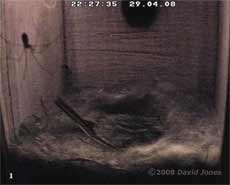 A spider behind the glass tonight