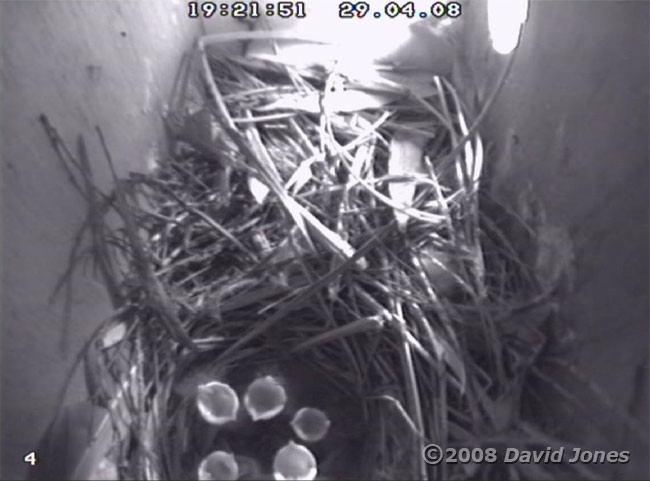 The five Starling chicks this evening