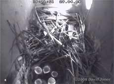 The five Starling chicks this evening