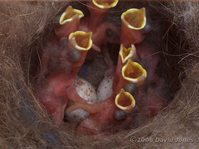 Seven chicks and two eggs this morning
