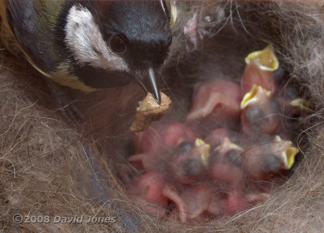 Great Tit parent brings in a larva