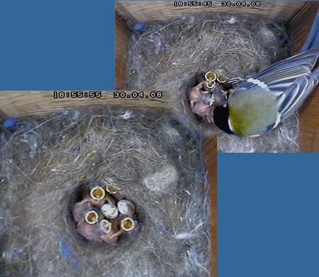 The Great Tit nest tonight - still with two eggs unhatched