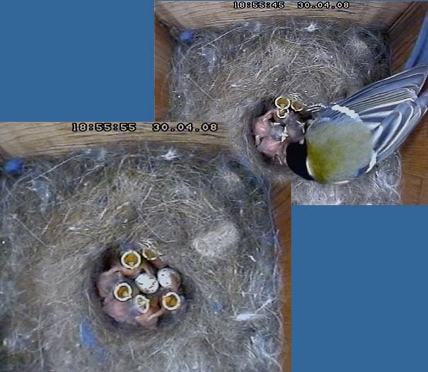 The Great Tit nest tonight - still with two eggs unhatched