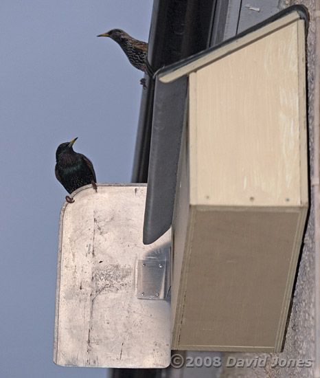 The Starling pair outside the nestboxes