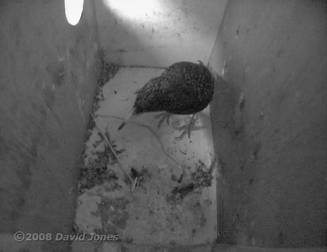 A Starling in the left-hand box