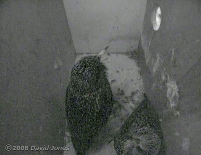 The Starlings roosting in the right-hand box