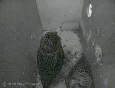 The Starlings roosting in the right-hand box