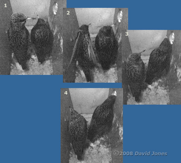 The Starling pair greet the dawn