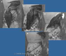 The Starling pair leave the box