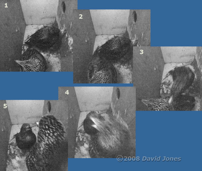 The Starling pair squabble before dawn