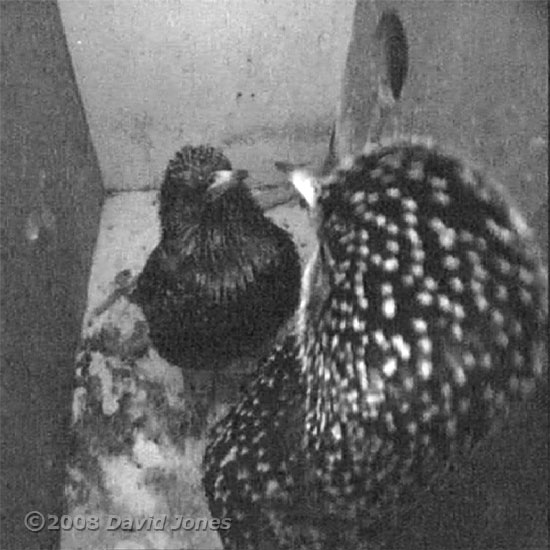 The Starling female dominates her partner