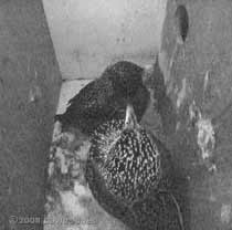 The Starling female dominates her partner - 2