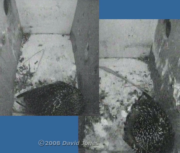 The Starling pair roost in separate boxes