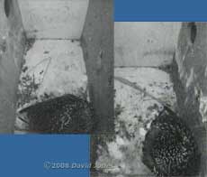 The Starling pair roost in separate boxes