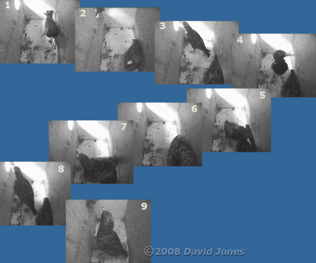 The Starlings - courtship or mating?